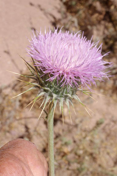 Cirsium neomexicanum